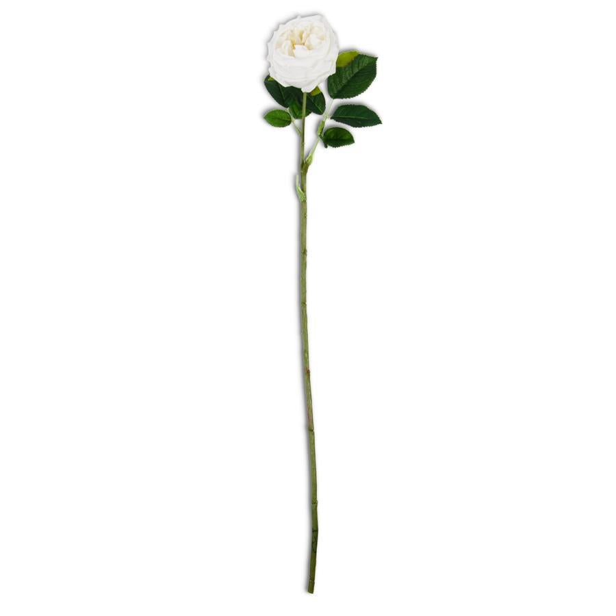 24" Real Touch Austin Rose Stem