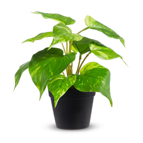 Potted Pothos