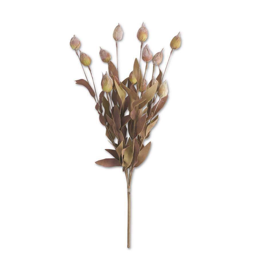 24" Burgundy Sleepy Silene Bush