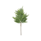 24" Cedar Spray