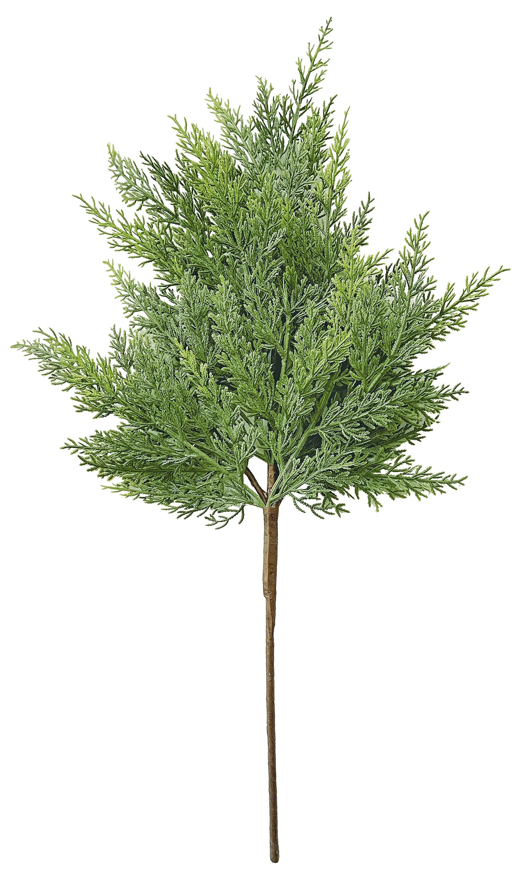 24" Cedar Spray