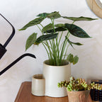 Ember Earth Candle + Planter