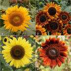 Sunflower Garden Sprinkles
