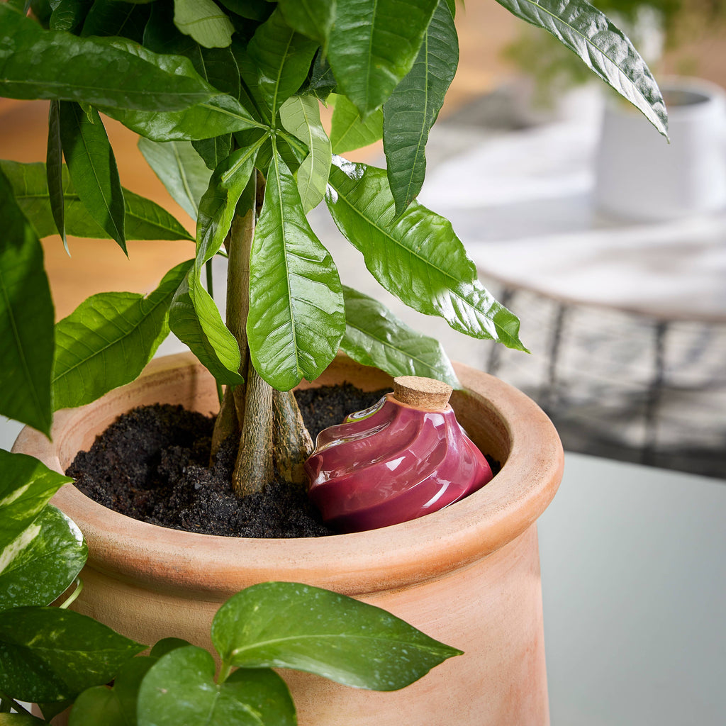 Terracotta Watering Bulb