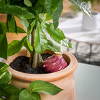 Terracotta Watering Bulb