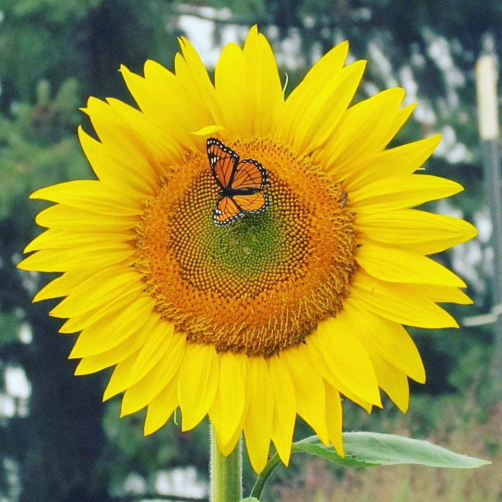Sunflower Garden Sprinkles