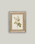 Misty Rose Framed Antique Art