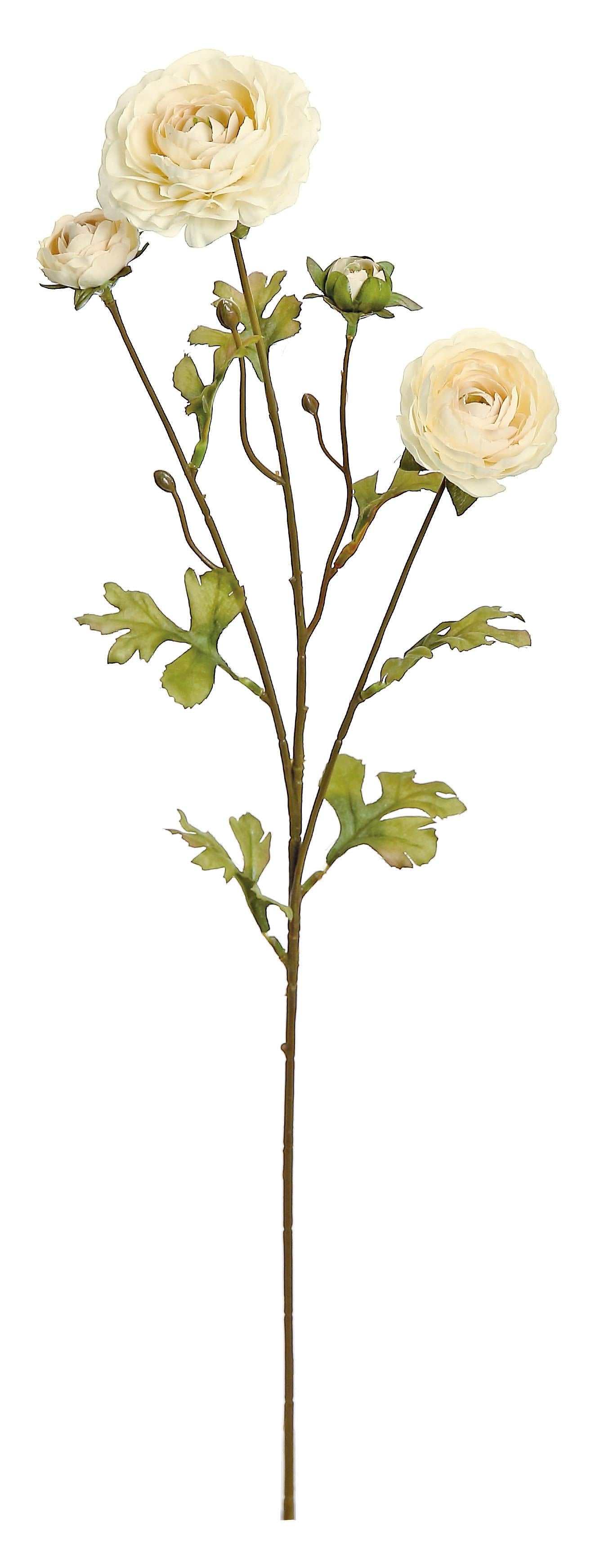 26" Ranunculus Stem