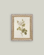 Misty Rose Framed Antique Art