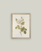 Misty Rose Framed Antique Art