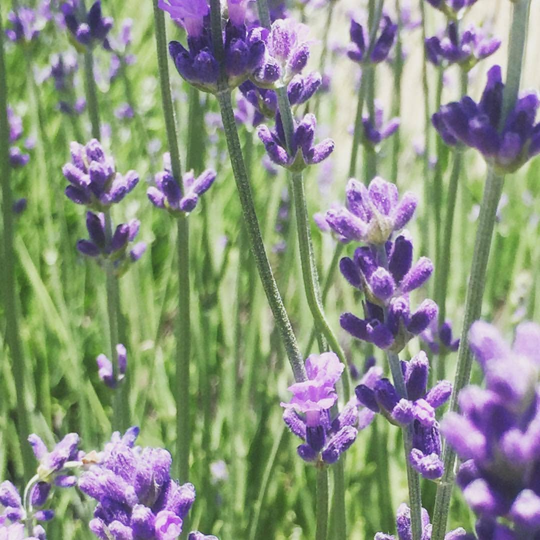 Lavender Garden Sprinkles