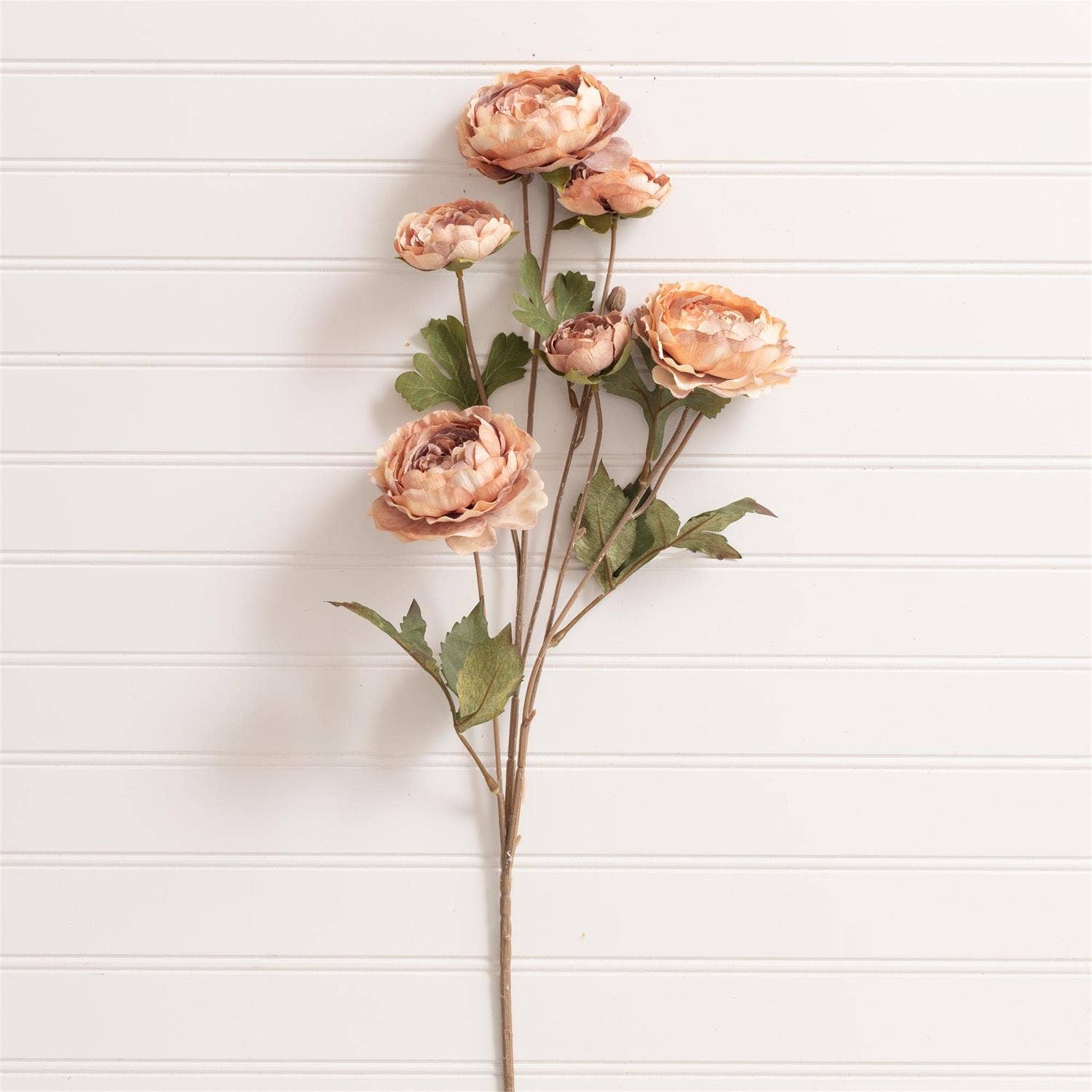 Blush Ranunculus Stem