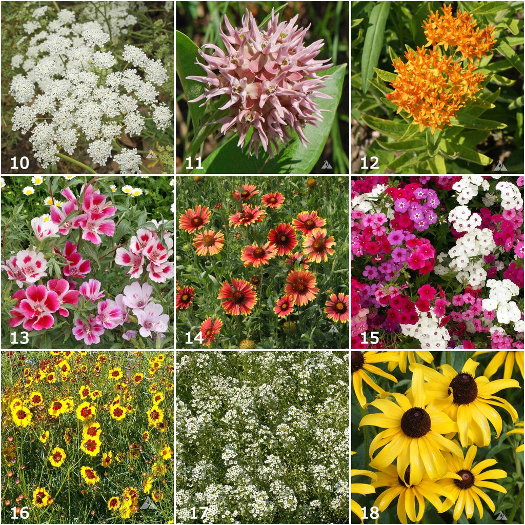 Butterfly Garden Sprinkles